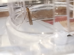 Erioconopa