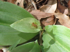Habenaria arenaria
