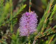 Melaleuca decussata