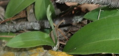 Habenaria arenaria