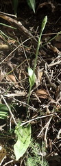 Habenaria arenaria