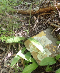 Habenaria arenaria
