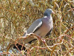 Columba palumbus