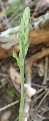 Habenaria arenaria