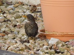 Turdus merula