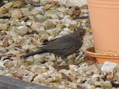 Turdus merula