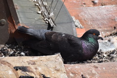 Columba livia domestica