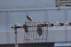 Parus major