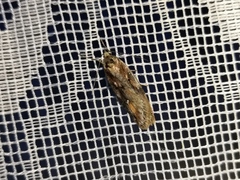 Semioscopis oculella