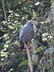 Helicolestes hamatus