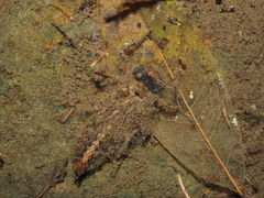 Anotogaster klossi