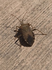 Anasa scorbutica