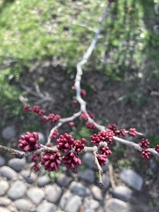 Cercis canadensis