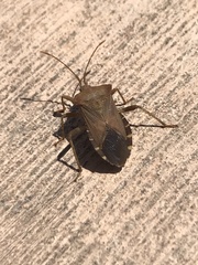 Anasa scorbutica