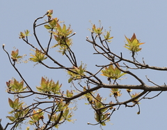 Sassafras randaiense