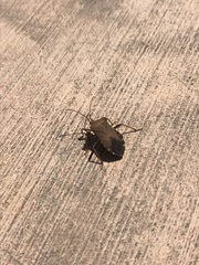 Anasa scorbutica