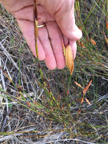 Image of Willdenowia glomerata by (c) Caroline Voget, some rights reserved (CC BY)
