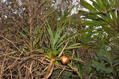 Pandanus montanus