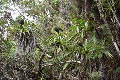 Pandanus montanus