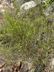 Diosma prama