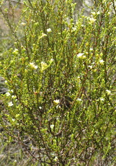 Diosma prama