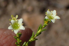 Diosma prama