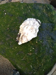 Crassostrea virginica