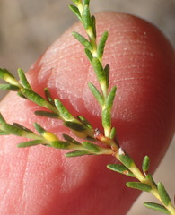Diosma prama