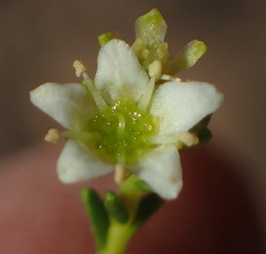 Diosma prama