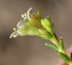 Diosma prama