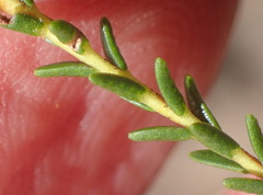Diosma prama