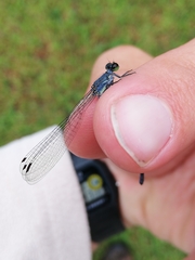 Pseudagrion draconis