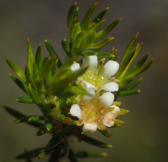 Diosma rourkei