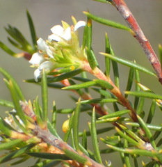 Diosma rourkei