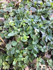 Potentilla chrysantha