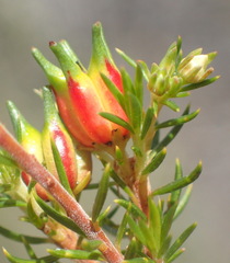 Diosma rourkei
