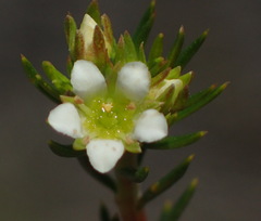 Diosma rourkei
