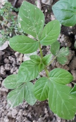 Cleome rutidosperma