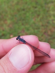Pseudagrion draconis