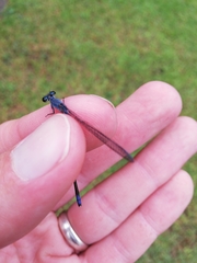 Pseudagrion draconis