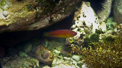 Austrolabrus maculatus