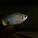 Banded Gourami - Photo (c) khnewaz, some rights reserved (CC BY-NC)