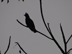 Cephalopterus ornatus