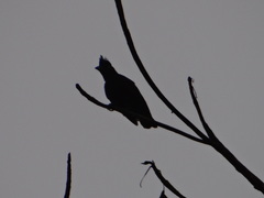 Cephalopterus ornatus