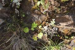 Dracosciadium saniculifolium
