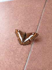 Limenitidini