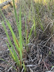 Cleistesiopsis