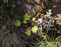 Dracosciadium saniculifolium
