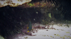 Plectroglyphidodon gascoynei