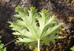 Dracosciadium saniculifolium
